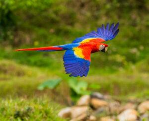 Colorful Flying parrot